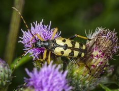 Spotted longhorn beetle